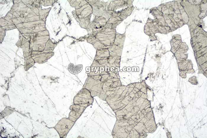 Gabbro LPNA x6,3 - gryphea.org